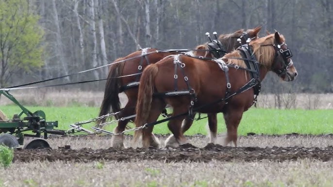 Belgian Draft Horses Used To Potato Harvest In The Traditional Way